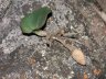 Pyrorchis nigricans-4.jpg